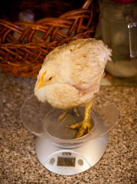 Существует несколько причин плохого набора веса у бройлеров